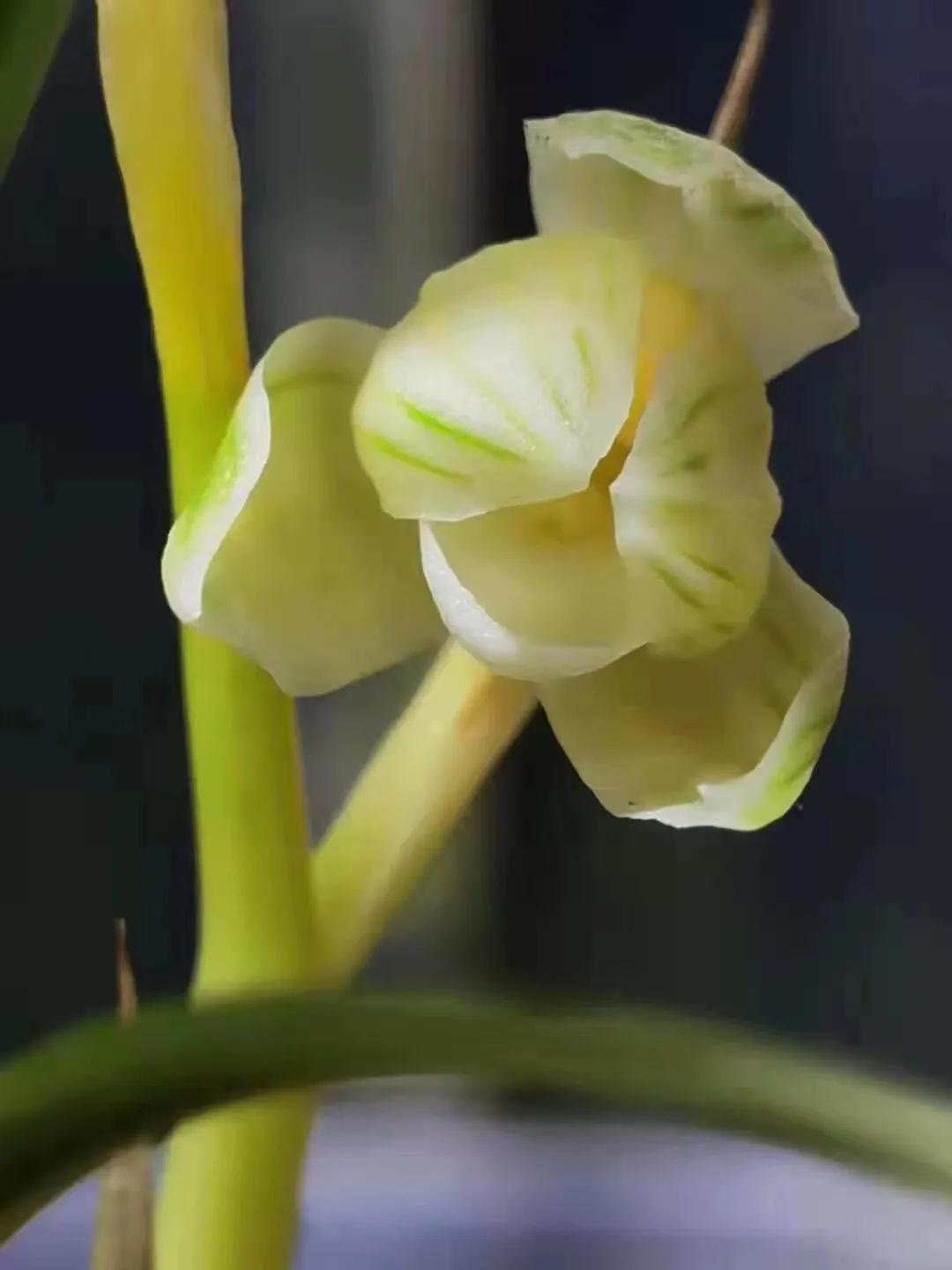 瑞雪兰花是什么品种,瑞雪兰花介绍图片