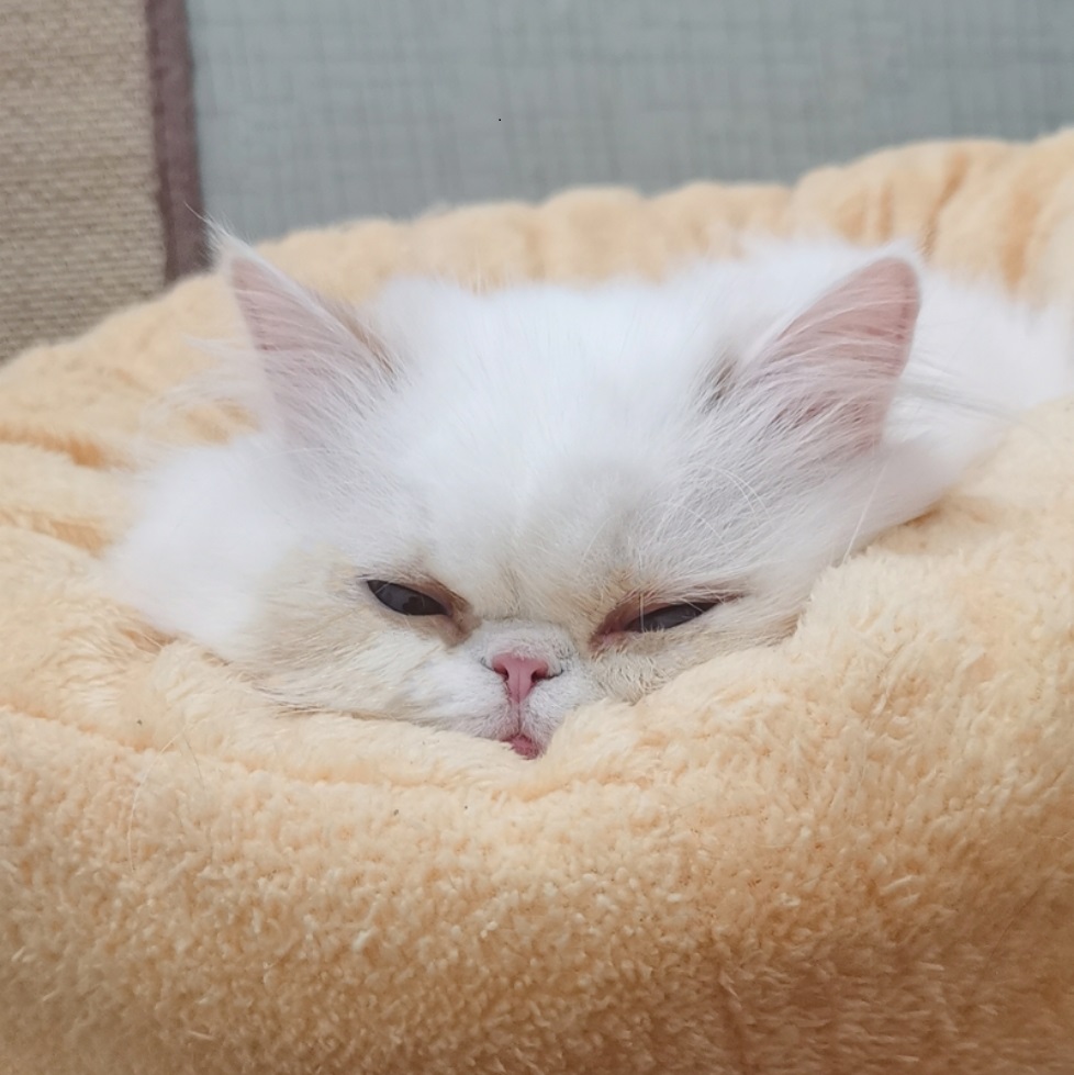 养猫踩坑,养猫踩哪些坑