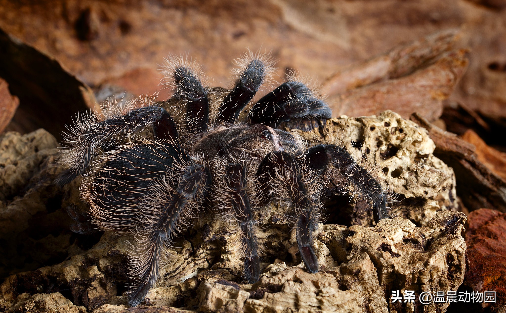 常见捕鸟蛛蜘蛛,捕鸟蛛多大可以繁育