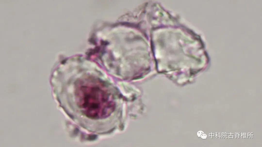 哪些恐龙是在辽西发现的化石,恐龙化石里可以提取恐龙的dna吗