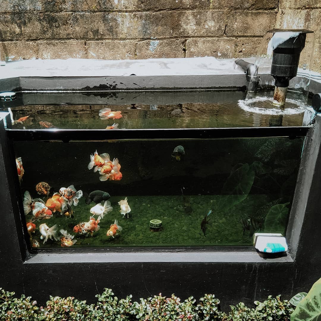 金鱼一般养几条对风水好,金鱼怎么养才正确