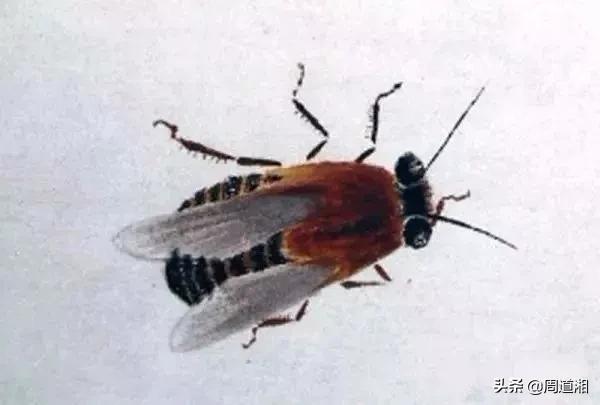 小蜜蜂怎么画最简单的方法,画小蜜蜂的教程一步一步的来