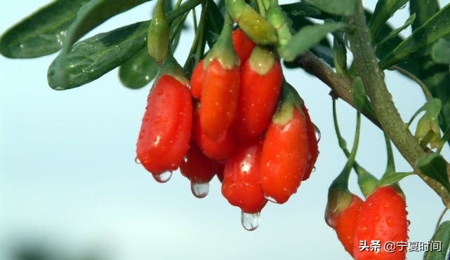 宁夏性价比高的特产现货供应,宁夏的特产有几种分别是哪些