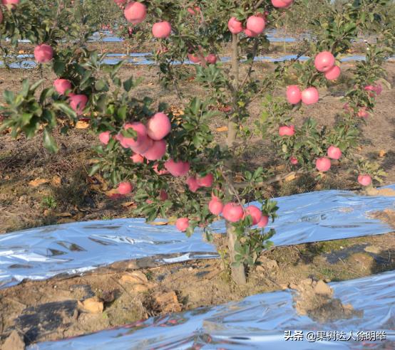 红富士苹果在多少度上色快,红富士苹果上色不好咋办