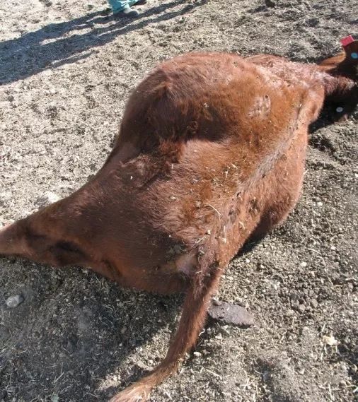 夏天来了，牛突然肚子鼓气、*吟呻**、摇尾等症状，抓紧治疗否则必死