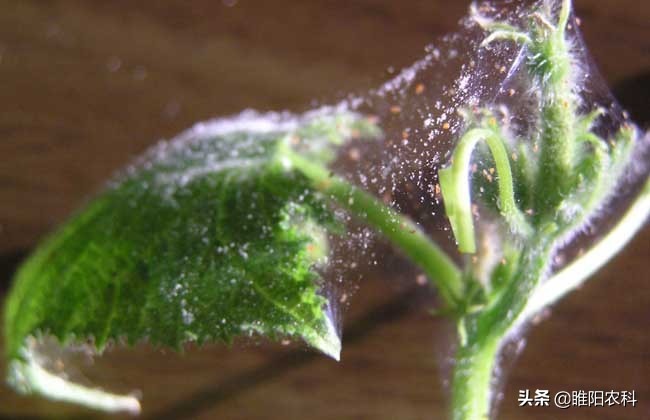 果树防治红蜘蛛的药,柑橘抗性红蜘蛛解决方案