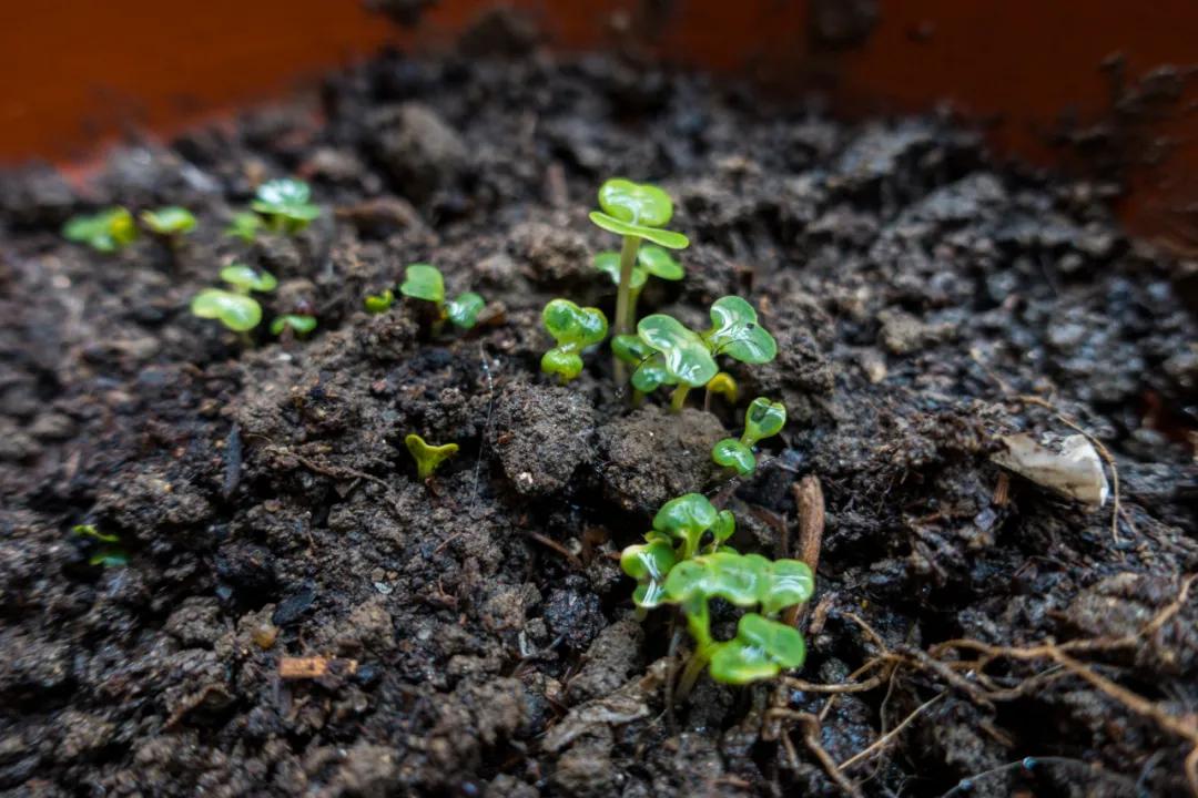 春天是病菌滋生最快的季节吗,春天是最适合疏通经络的季节