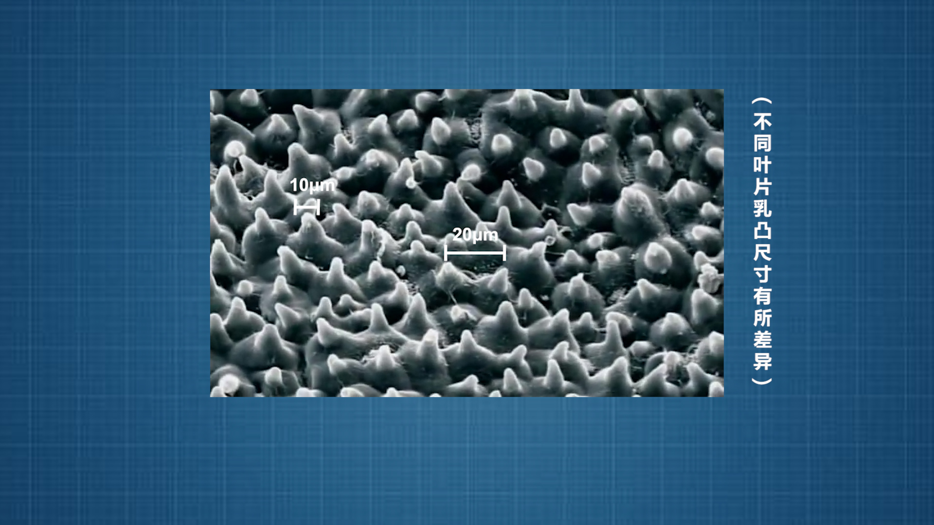 荷叶效应视频大全,荷叶效应原理运用在哪些方面