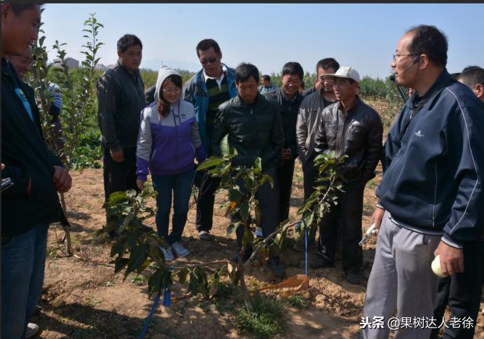 樱桃好吃树难栽，已经过时了，关键是要掌握好这些标准管理技术