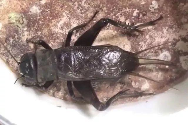 玩虫讲究,玩虫子的人