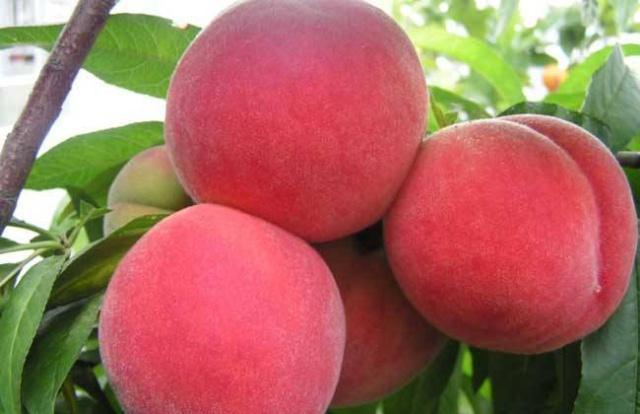 贵州桃子品种照片,贵州哪里是桃子种植基地