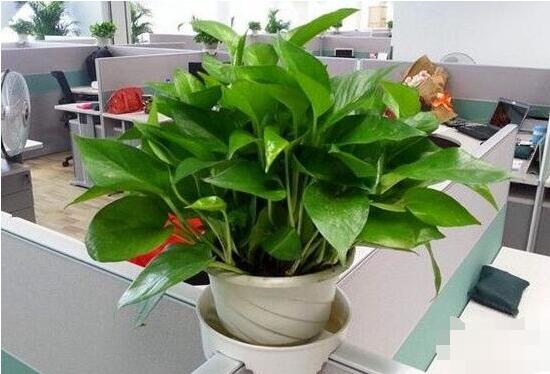 绿萝怎么修剪视频教程,绿萝怎么修剪叶子