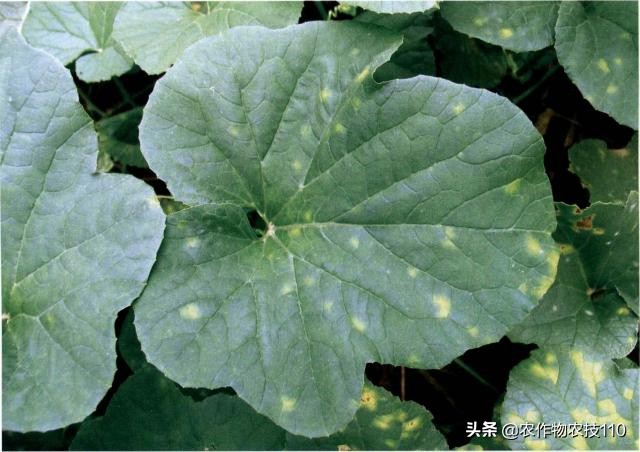 甜瓜品种更香更甜更高产易栽培,冬季大棚甜瓜高产栽培技术