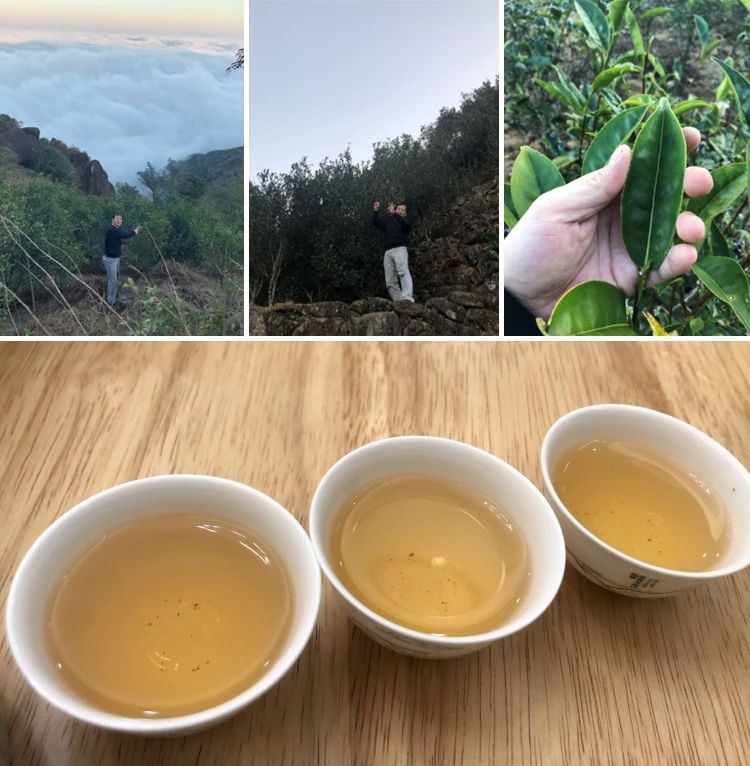 鸭屎香为什么这么难喝,鸭屎香哪里的最好喝