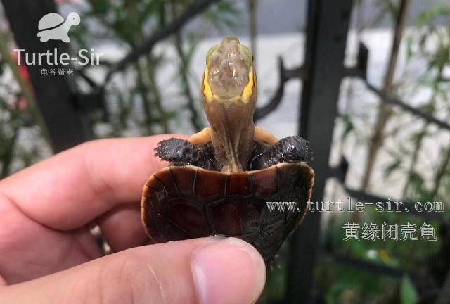 黄缘闭壳龟肠炎怎么办,黄缘闭壳龟肠胃