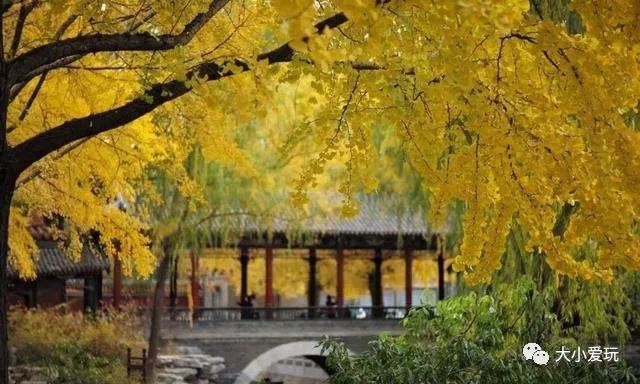 银杏北京打卡地,北京十大银杏观赏地图