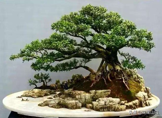 怎样防止小叶黄杨结籽,黄杨枯萎黄叶掉叶补救方法