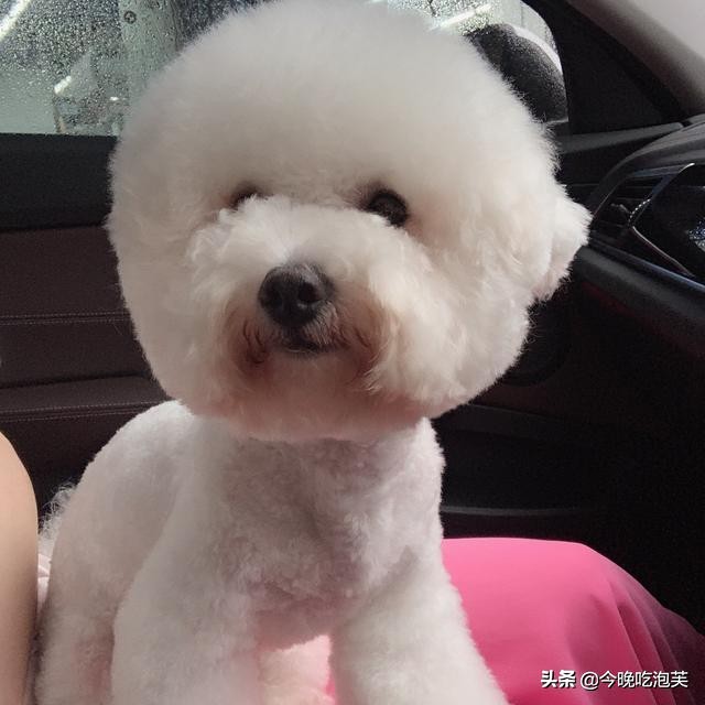 狗狗任凭主人打骂也不走,狗狗护食打一顿不吃了