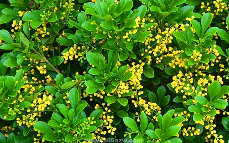 冬季米兰换盆的正确方法,怎么能让米兰花开得香呢