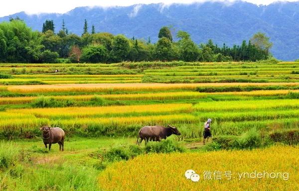 云南适合深秋游玩的地方,云南的秋天适合去哪些景点