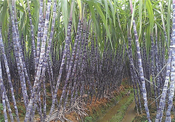 广西2020年黑皮果蔗产量是多少,黑皮甘蔗种植技术和管理技术