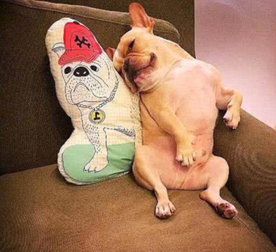 法斗体臭最好的解决方法,假如你家里面有脏东西你会怎么办