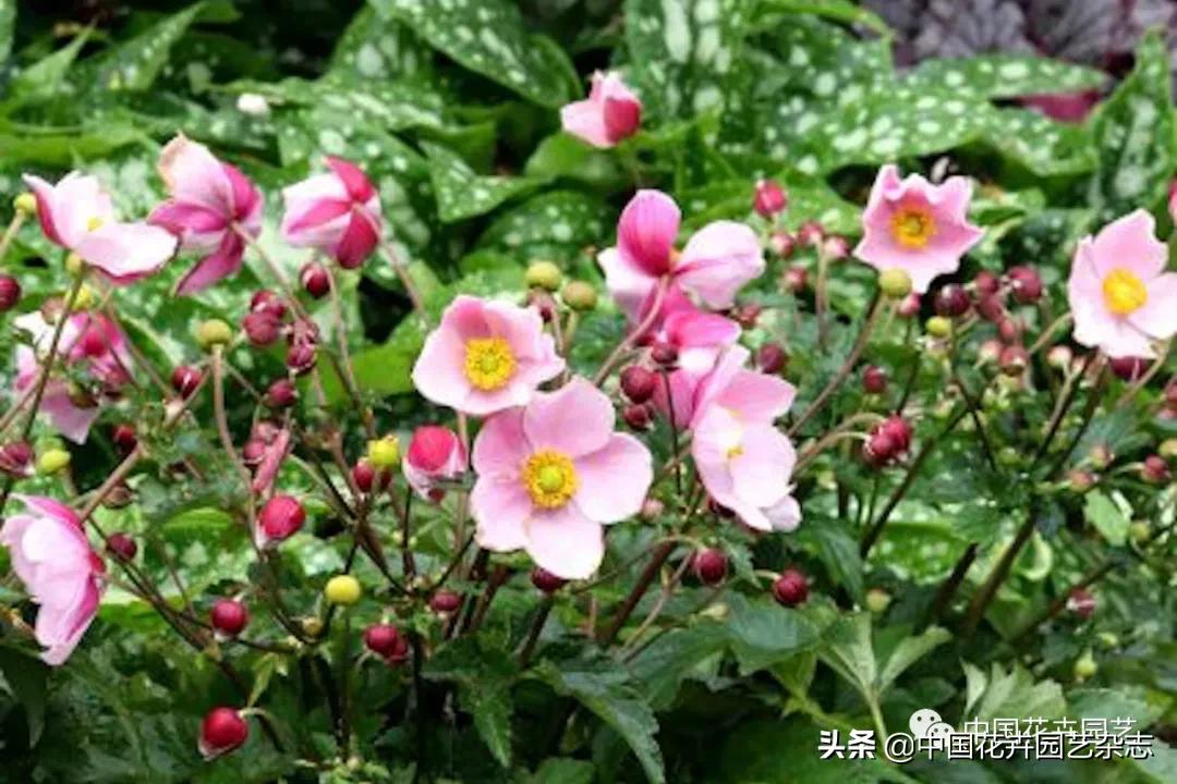 全球知名育种商网上推新品——TerraNova、ProvenWinners|环球