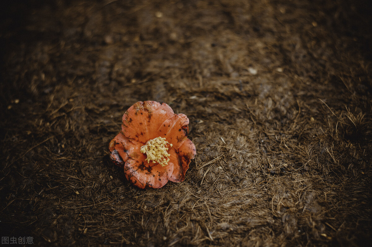 赞美老师的古诗大全四句,赞美老师的诗句古诗大全