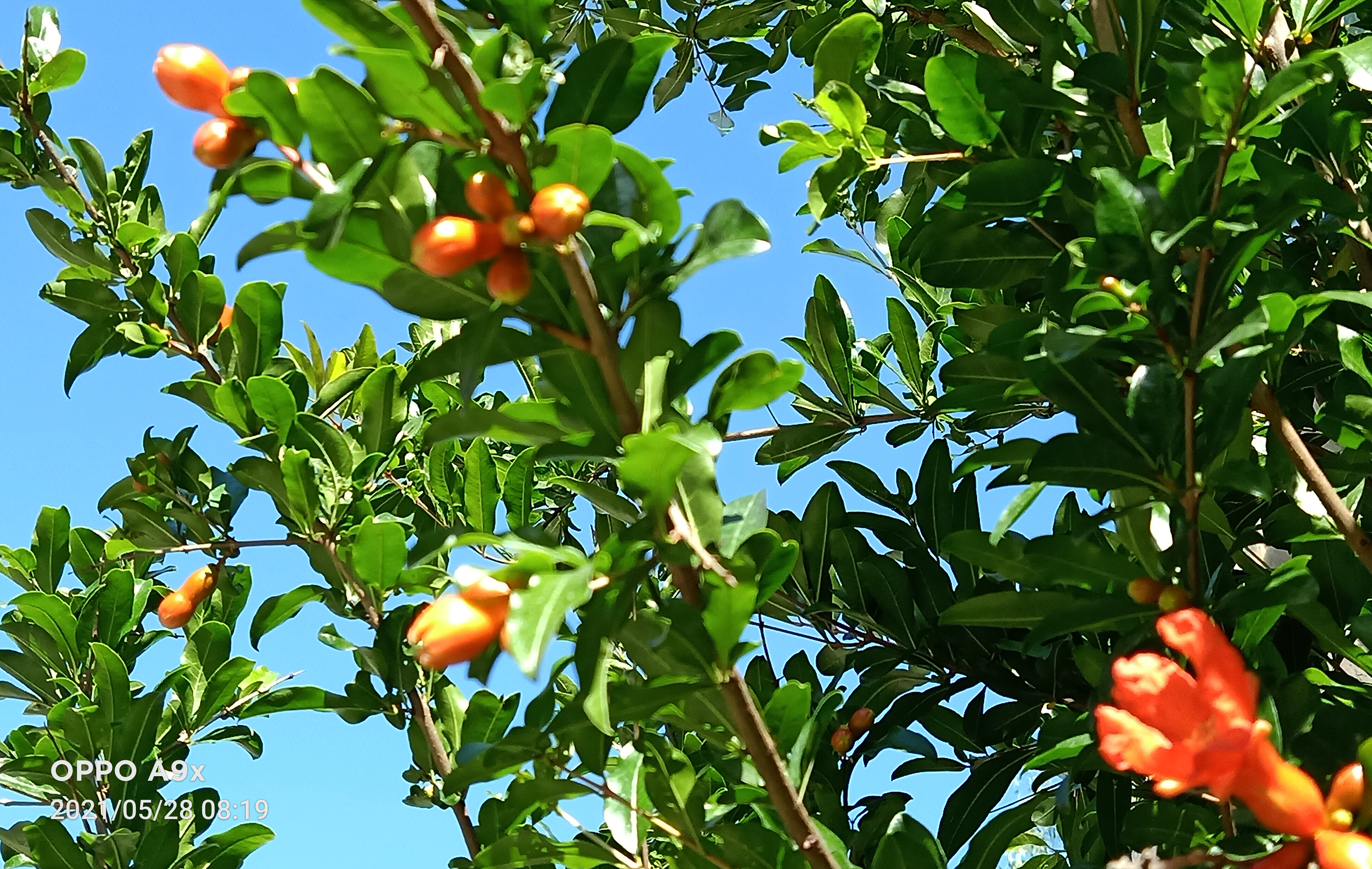 瀛熷鍗虫櫙,瀛熷鍗虫櫙鍙よ瘲涓冨緥