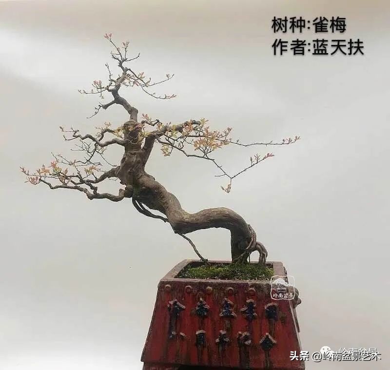 广东的盆景有哪些,适合广东玩的盆景