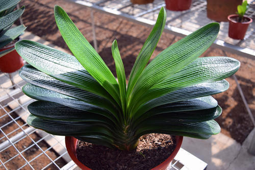 君子兰长歪了怎么补救,君子兰花箭不在中间被叶压歪了