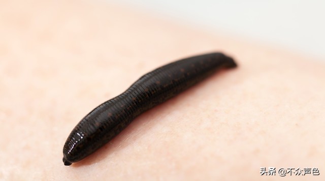 误吞蚂蝗后多久会有事,蚂蟥吸血吸饱了会自己掉下来么