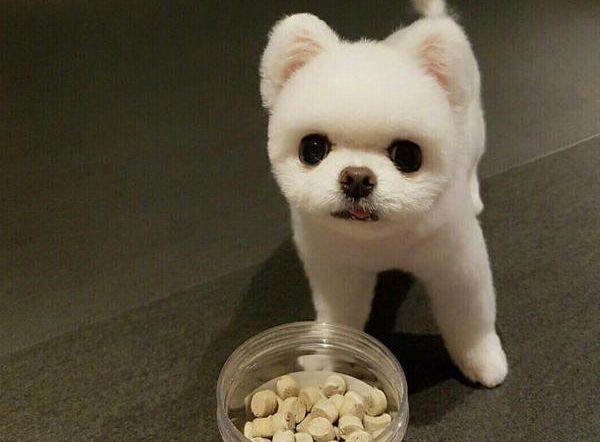 怎么喂养小博美狗,怎么喂养博美能消除泪痕