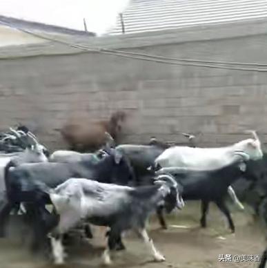 羊疫病的症状,羊疫怎样防治