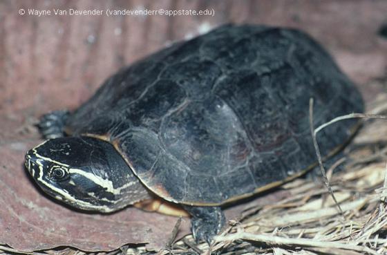 匠志萌宠乐园教学,匠志萌宠
