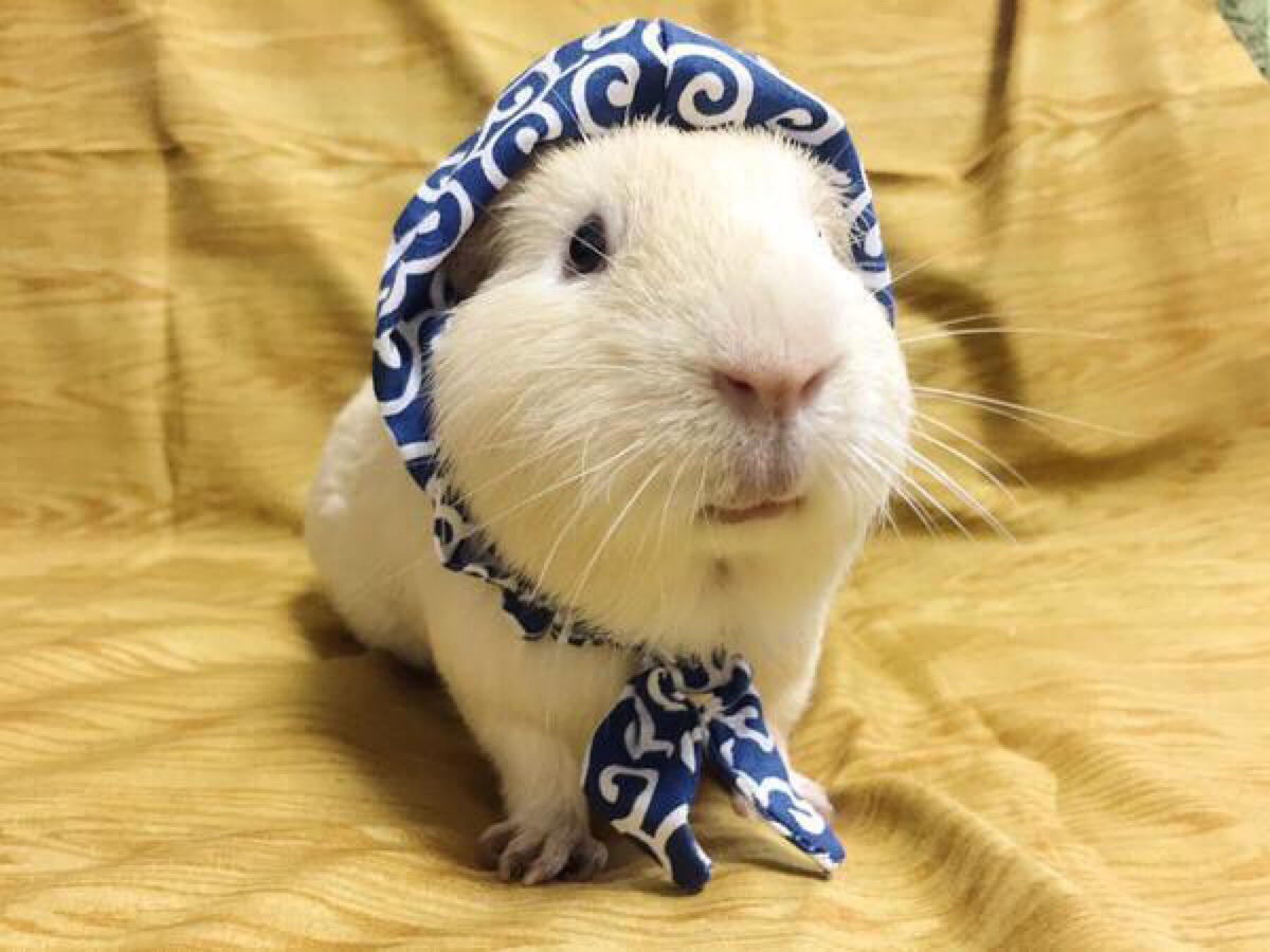 盘点最适合懒人养的小宠物排行榜,最适合家里养的小宠物干净好养