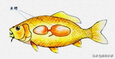 观赏鱼失鳔病治法,观赏鱼失鳔是什么原因