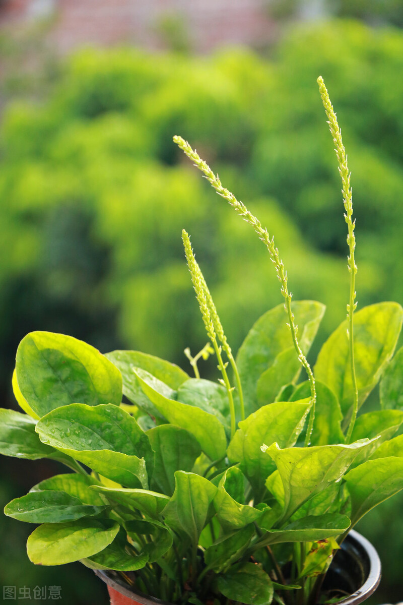 夜尿频多什么中成药好,夜尿多肾阳虚