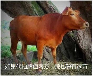 鍥涢腑cp鐗垫墜鍔ㄥ浘,鍥涢腑cp瀹為敜