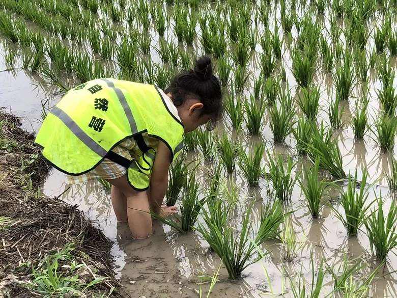 种植水稻井水能直接灌吗,井水灌溉对水稻的不利影响