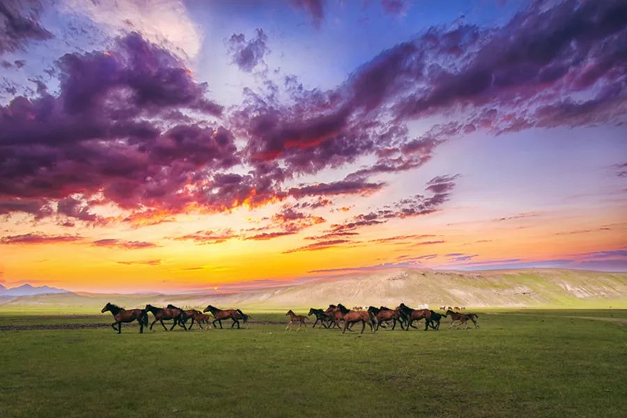 读狼图腾有感的标题,读《狼图腾》有感