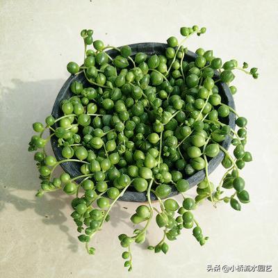 好养的吊兰品种及图片,什么品种的吊兰最好养不需要阳光