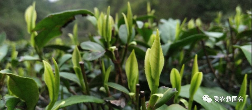 茶叶微信营销策略有哪些,新零售茶叶运营模式有哪些优势