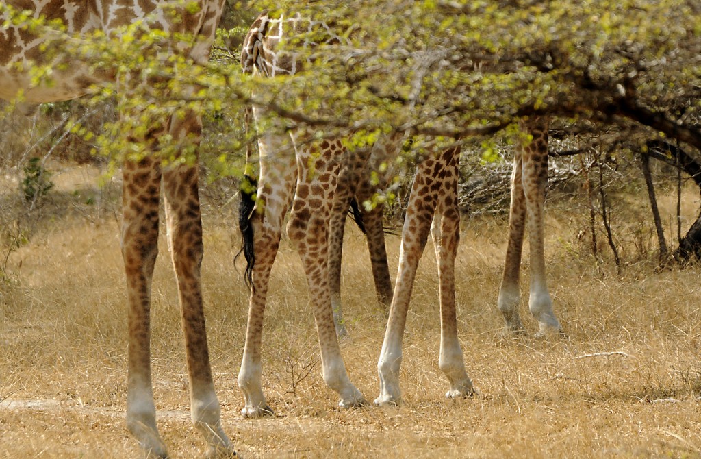 科学家在非洲发现两只“侏儒”长颈鹿，脖子不短，但是身体像马