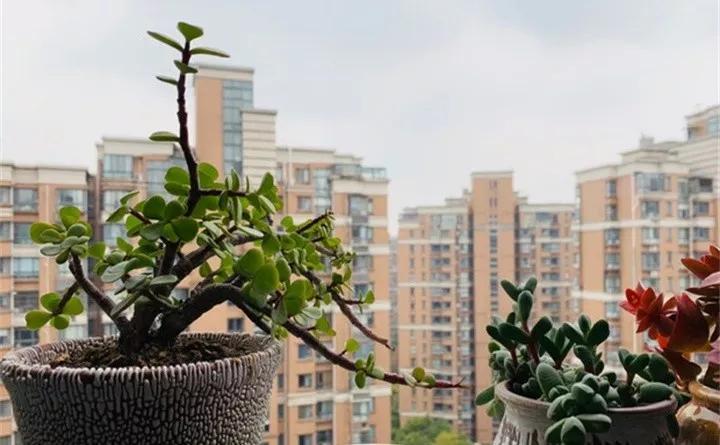 盆栽花发蔫什么原因,买回来的花很快就蔫的原因