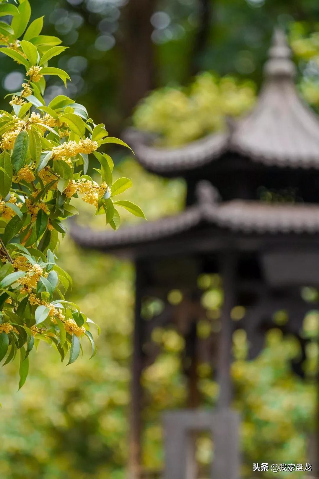 在盘龙的桂花香里，亲吻这个秋天|黑龙潭公园美图大赏