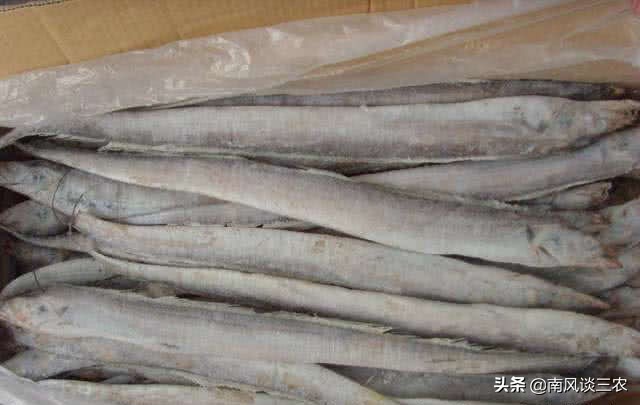 8千一斤的鱼，如今跌到400一斤，人称“凤尾鱼”