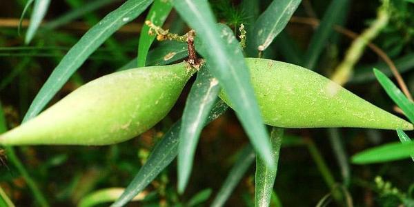 若是在农田里遇见这种“羊奶瓜”，请保护起来，因为它珍贵、值钱