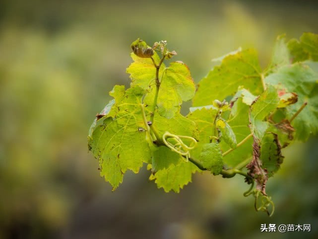 2020年苗木销售市场形势分析,今年苗木销量趋势