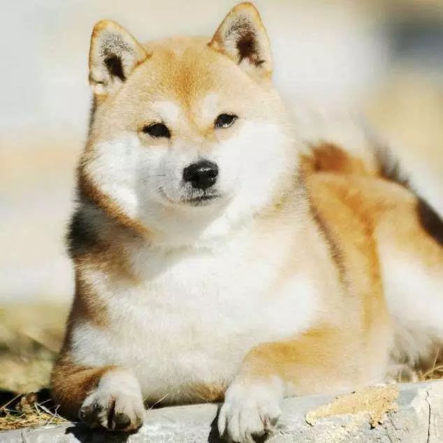 45种名犬大全,72种名犬图片附介绍